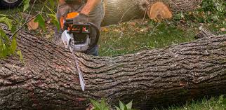 How Our Tree Care Process Works  in  Troy, TX